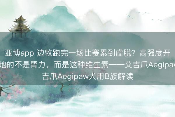 亚博app 边牧跑完一场比赛累到虚脱？高强度开通后起始被蓦地的不是膂力，而是这种维生素——艾吉爪Aegipaw犬用B族解读
